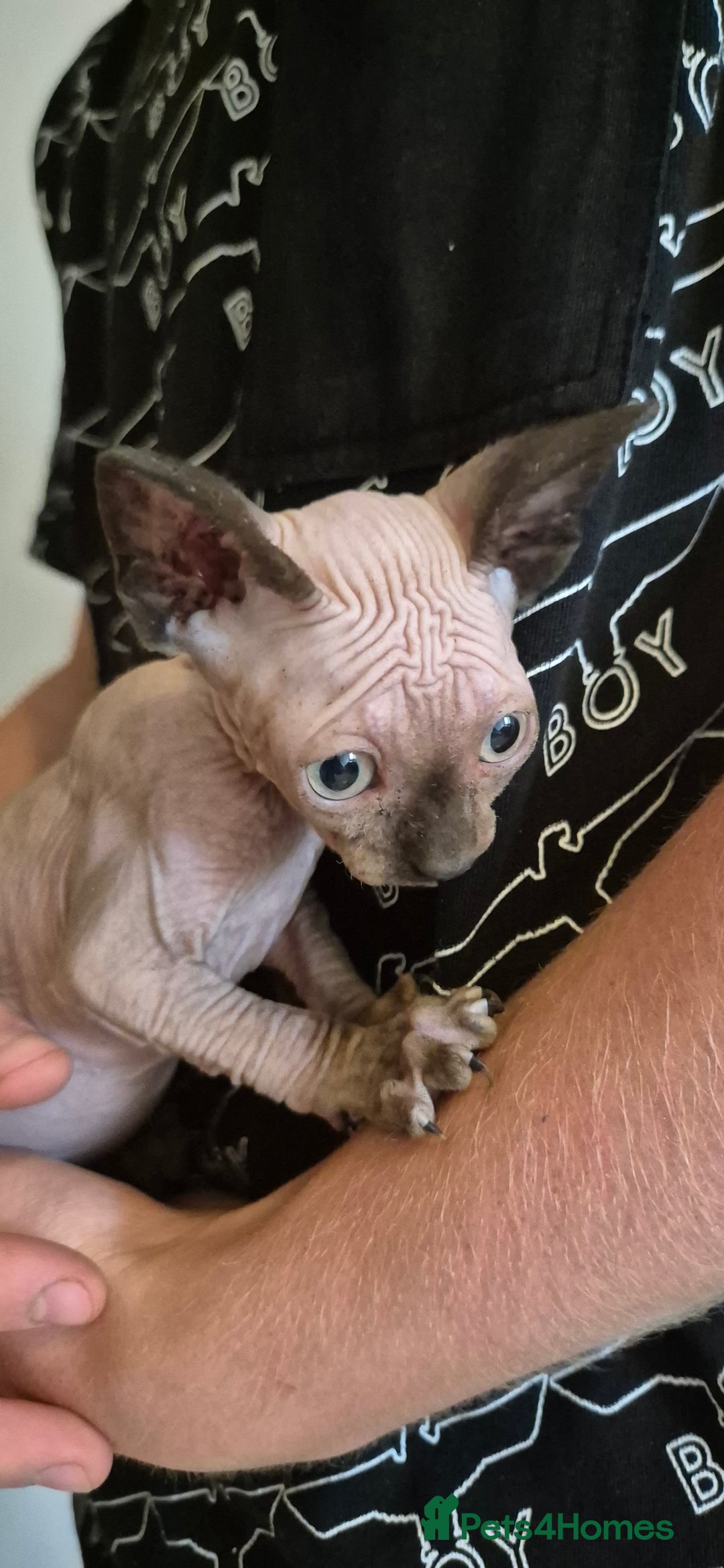 Sphynx cats for sale: Silver elf and black little babies - Image 15