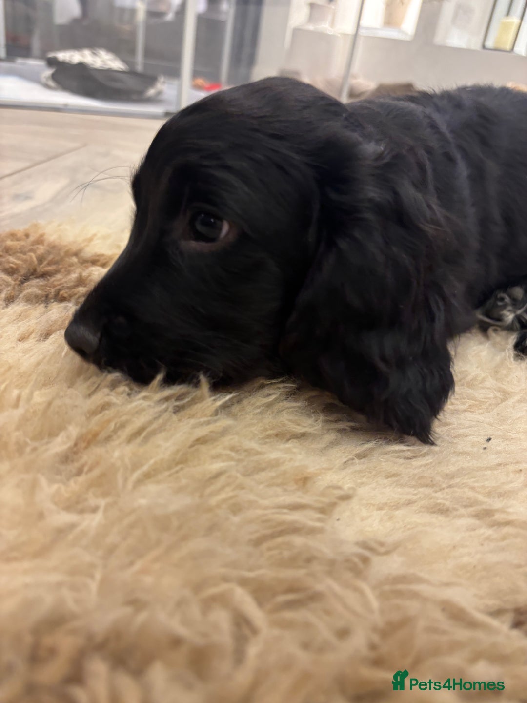 Cocker Spaniel dogs for sale: KC registered cocker spaniels - Image 5