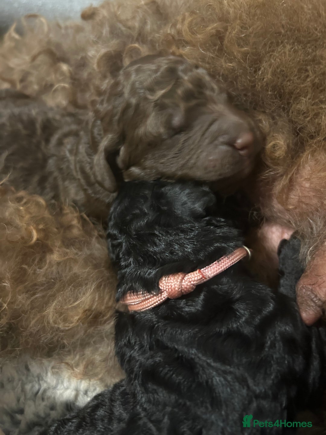 Bernedoodle dogs for sale: Bernedoodle x Labradoodle  - Image 17
