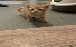 British Shorthair cats for sale: Male ginger and black kittens  - Image 6