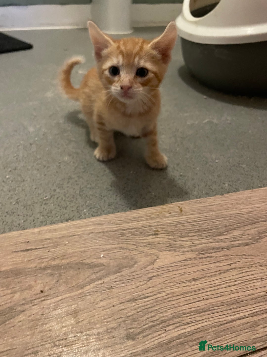 British Shorthair cats for sale: Male ginger and black kittens  - Image 6