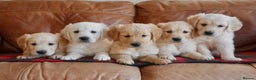 Golden Retriever dogs for sale: Quality KC Health Tested Golden Retriever Puppies - Advert 4