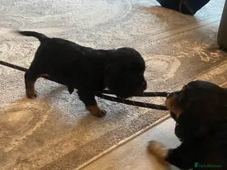 Cocker Spaniel dogs Cocker spaniel puppies - Advert 5