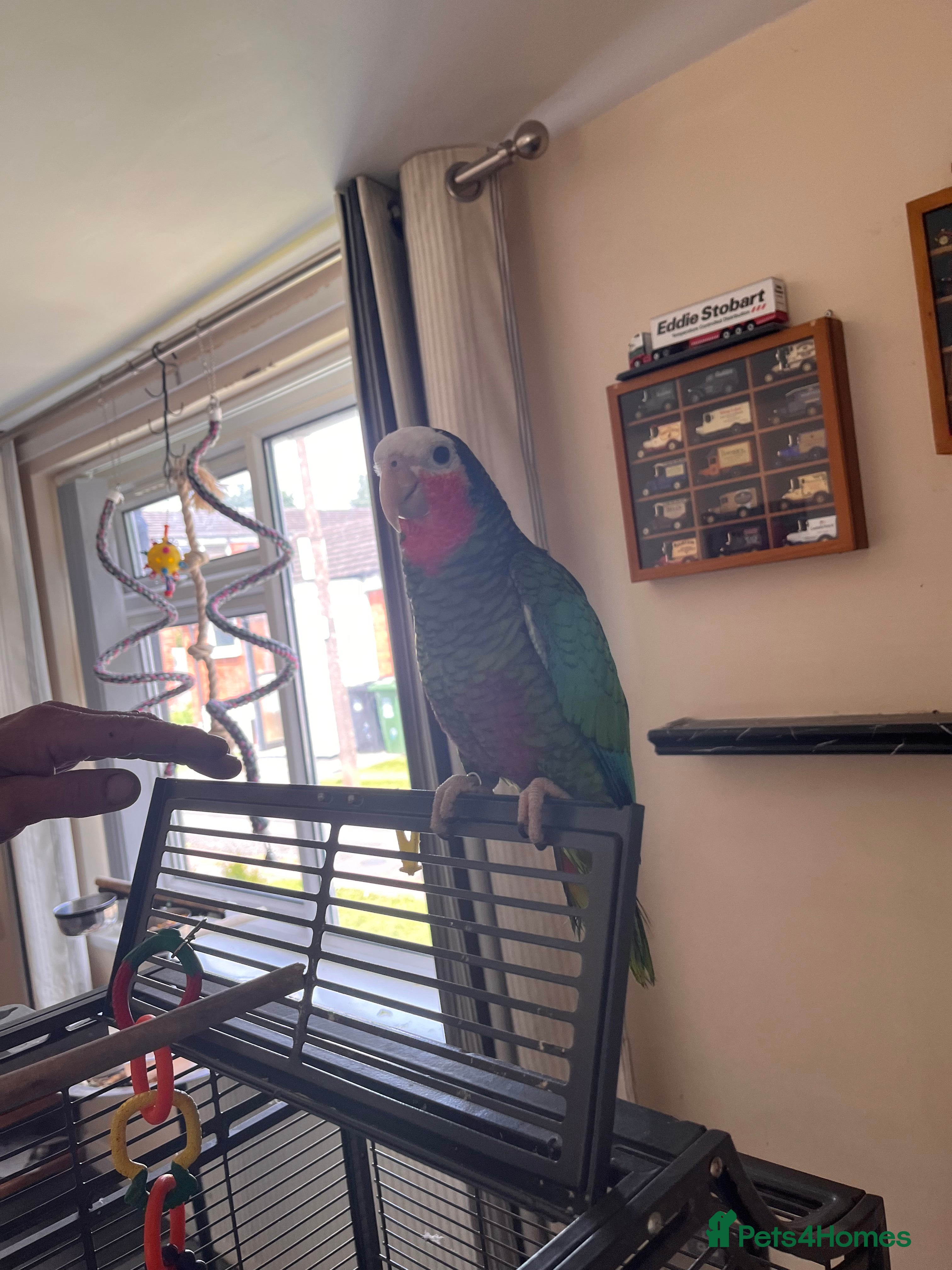 Parrots birds I rehome your parrot in Birmingham - Advert 1
