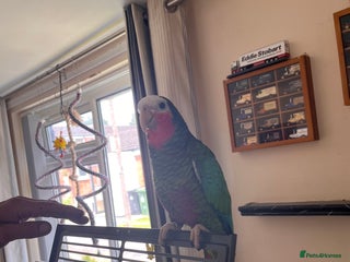 Parrots birds I rehome your parrot in Birmingham - Advert 1