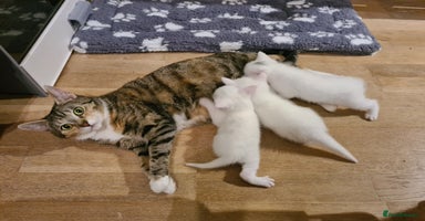 European cats in Birmingham - Advert 7