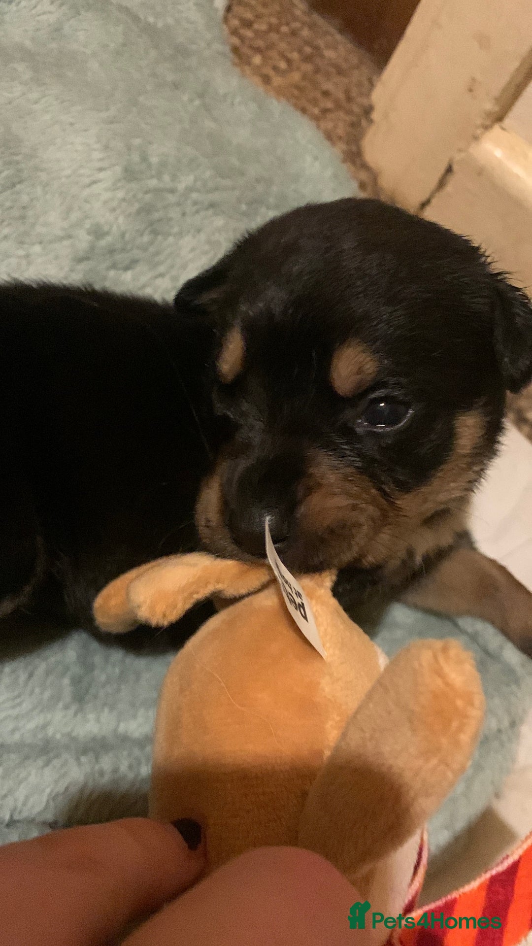 Mixed Breed dogs for sale: 4 stunning boys and 5 even more stunning girls - Advert 18