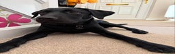 Labrador Retriever dogs for sale: Winston  - Advert 2