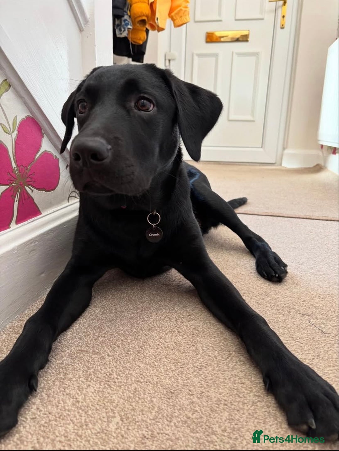 Labrador Retriever dogs for sale: Winston  - Advert 2