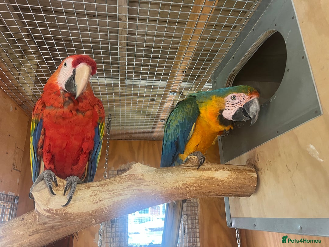 Parrots birds for sale: Scarlet & Catalina  - Image 3