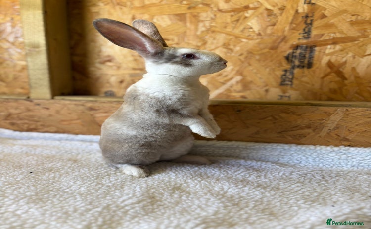 Mini Lop rabbits - Advert 2