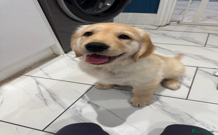 Golden Retriever dogs - Advert 3