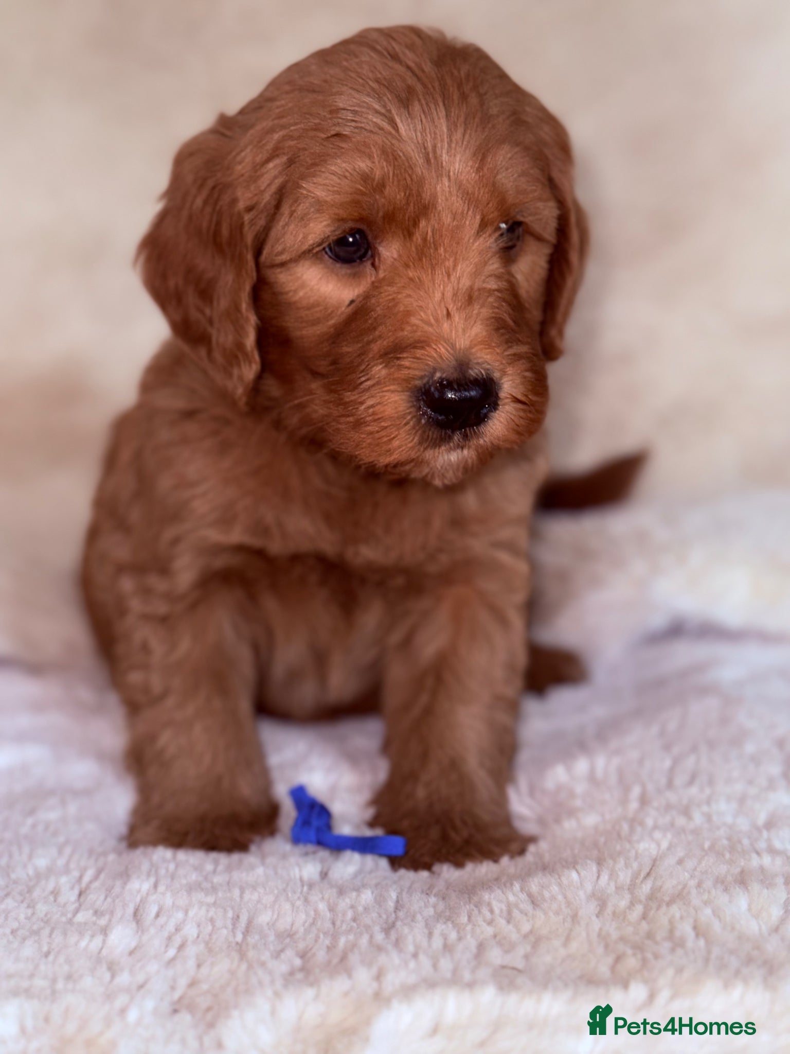 Australian Labradoodle dogs Australian Labradoodles  - Advert 2