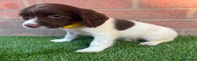 English Springer Spaniel 5
