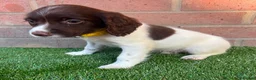English Springer Spaniel dogs for sale: English springer spaniels puppies  - Advert 7