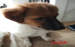 Jack Russell dogs for sale: JACK RUSSEL X PUPPIES ONLY 1 LEFT - Image 11