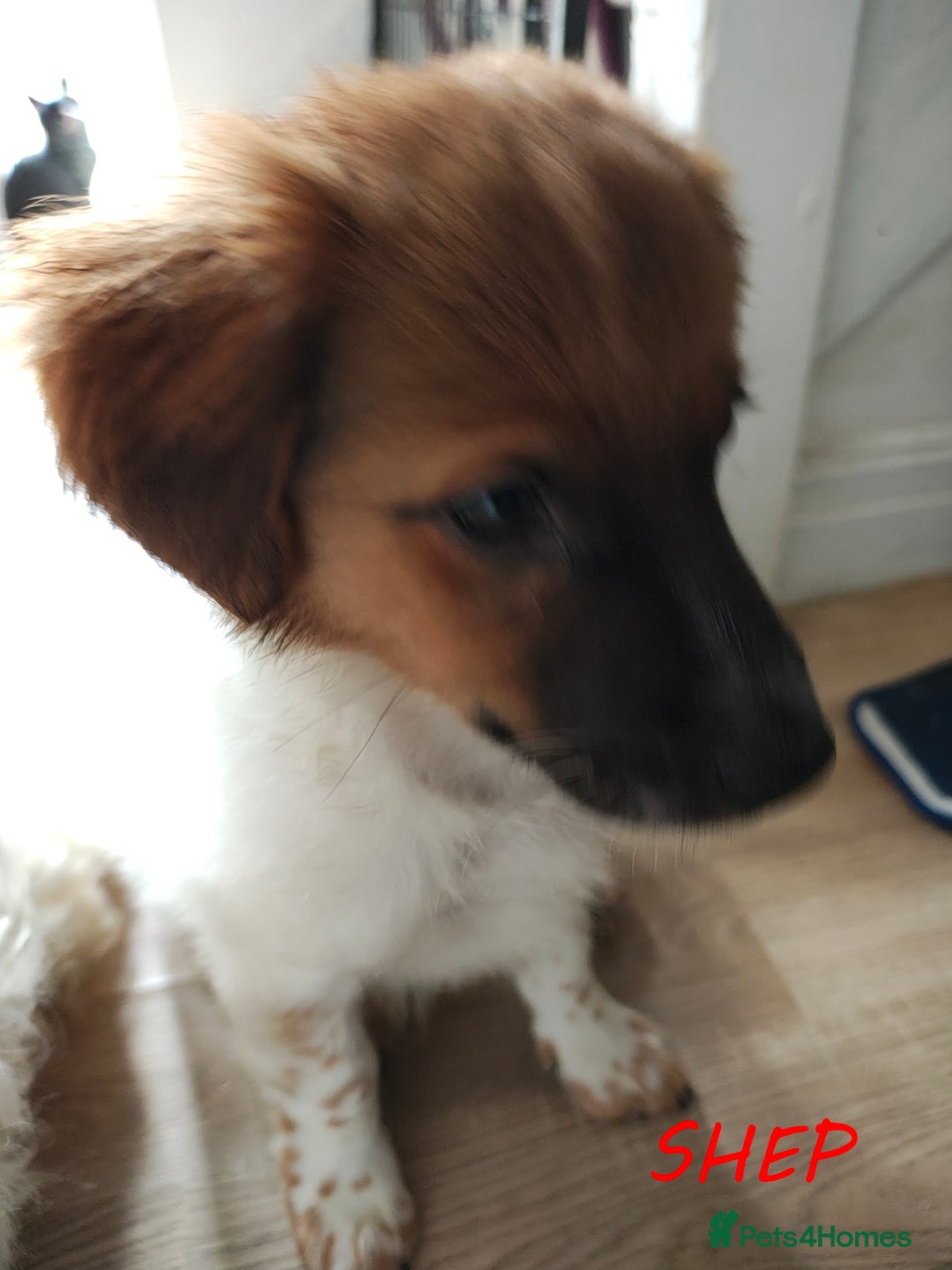 Jack Russell dogs for sale: JACK RUSSEL X PUPPIES ONLY 1 LEFT - Image 11