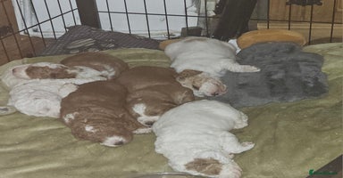 Cockapoo dogs Three beautiful cockapoo puppies left for sale ❤️ - Advert 5