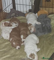 Cockapoo dogs Three beautiful cockapoo puppies left for sale ❤️ - Advert 1