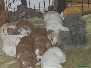 Cockapoo dogs - Advert 1