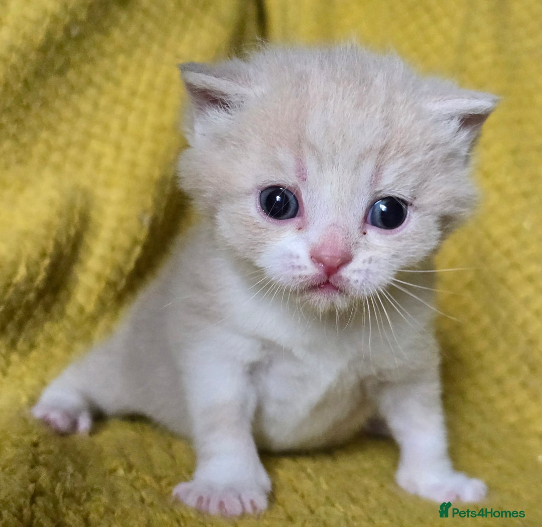 British Shorthair cats for sale: 1 BOY LEFT TICA reg BSH and BLH kittens - Advert 23