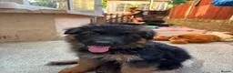 German Shepherd dogs for sale: KC German Shepherd puppies  - Advert 7