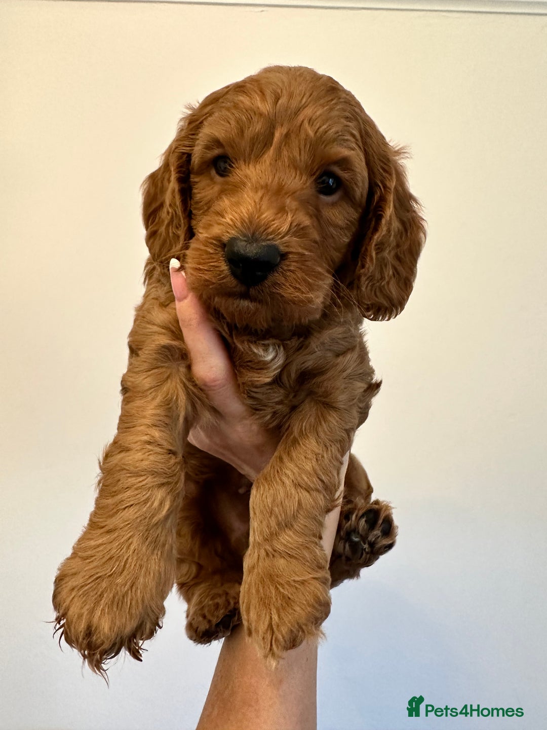 Cockapoo dogs for sale: Cockerpoo - Advert 1