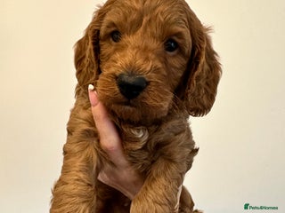 Cockapoo dogs for sale: Cockerpoo - Advert 1