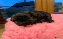 Labrador Retriever dogs for sale: Black Labrador puppies  - Image 7