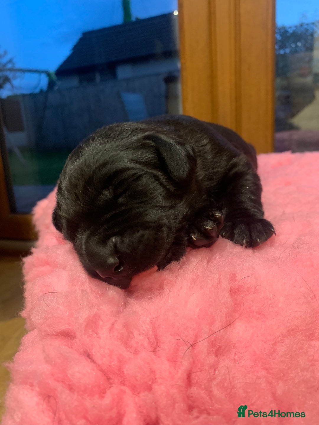 Labrador Retriever dogs for sale: Black Labrador puppies  - Image 7