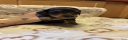 Miniature Dachshund dogs for sale: Long haired miniature dachunds  in Wisbech - Advert 6