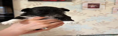 Lhasa Apso 2