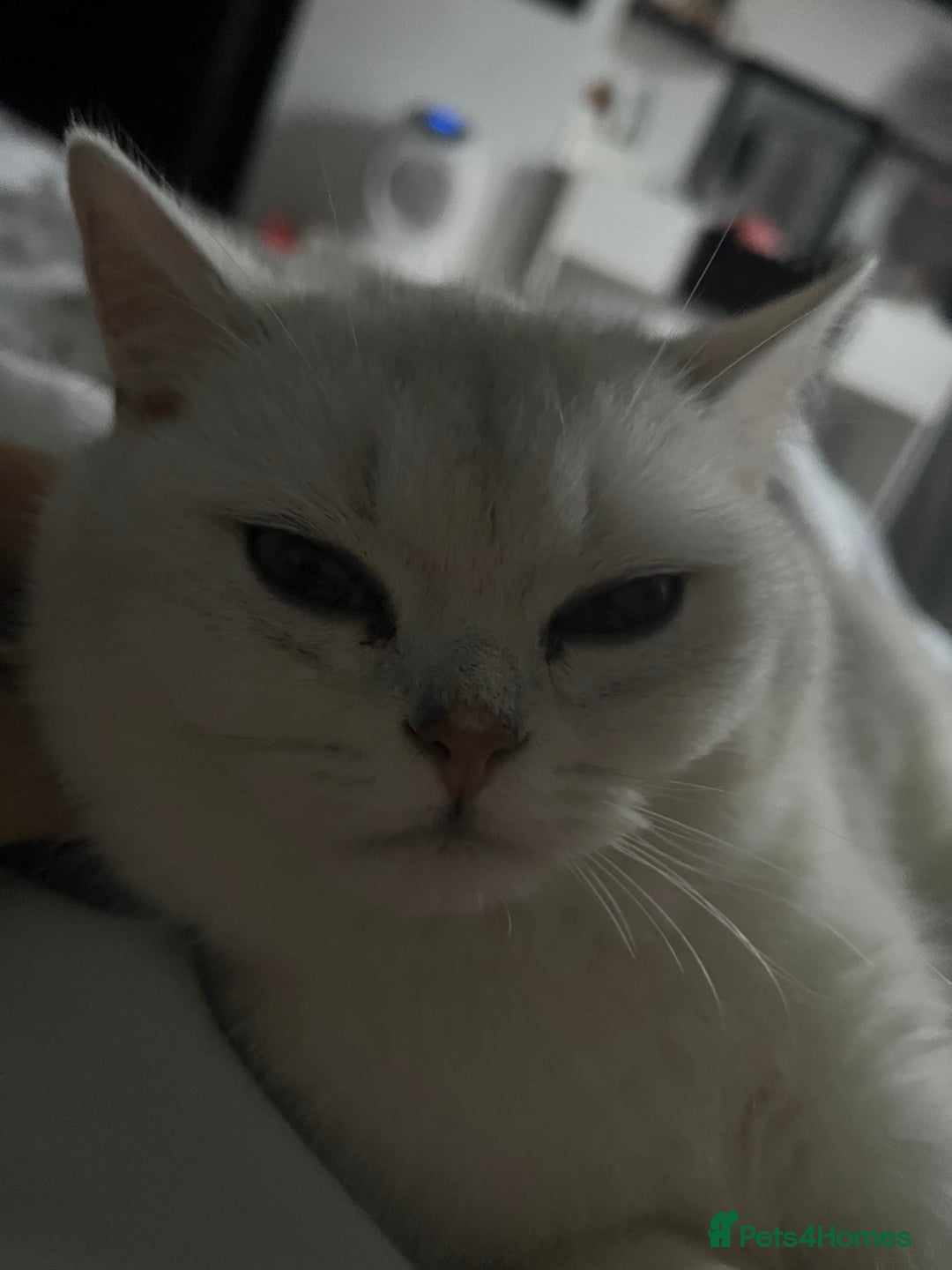 British Shorthair cats for sale: White British short hair in Wellingborough - Image 5