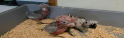 Cockatoo birds for sale: Hand-Raised cockatoo Galah Baby Parrot - Advert 2
