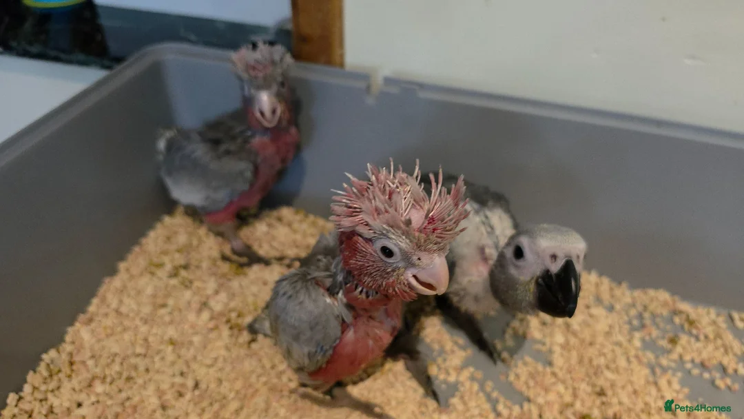 Cockatoo birds for sale: Hand-Raised cockatoo Galah Baby Parrot - Advert 2
