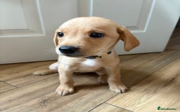 Labrador Retriever dogs for sale: Female Yellow Labrador Puppy  - Image 3