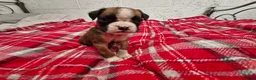 Boxer dogs for sale: Kc boxer puppies - Advert 11