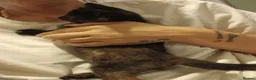 Mixed Breed cats for sale: Kittens for sale in Basildon - Advert 2