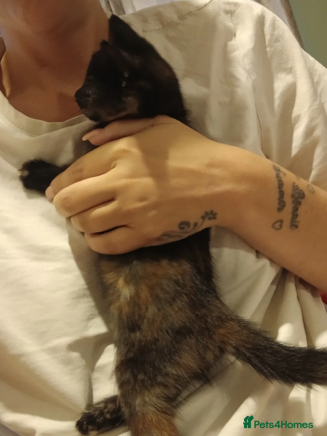 Mixed Breed cats for sale: Kittens for sale in Basildon - Advert 2