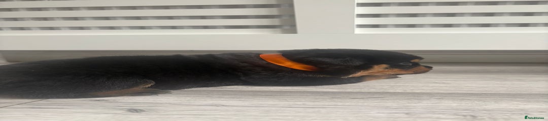 Rottweiler Puppy 3