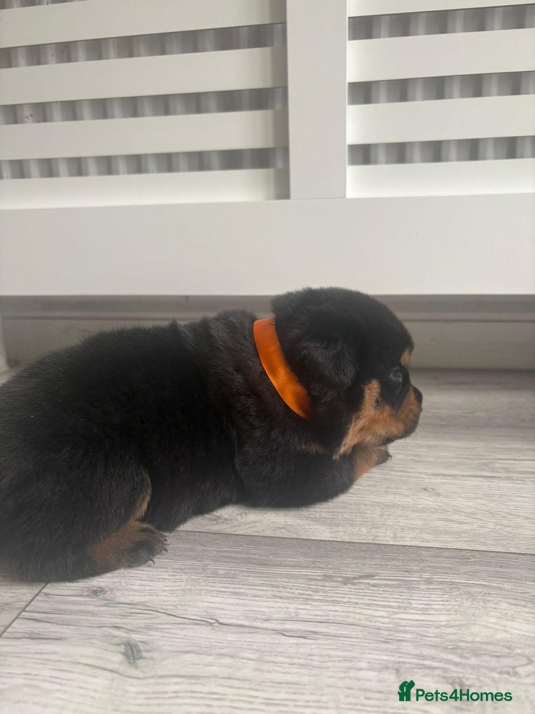 Rottweiler dogs for sale: Chunky Rottweiler pups  - Image 4