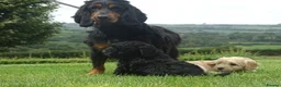 Cockapoo dogs for sale: Stunning Cockapoo Puppies  - Advert 21