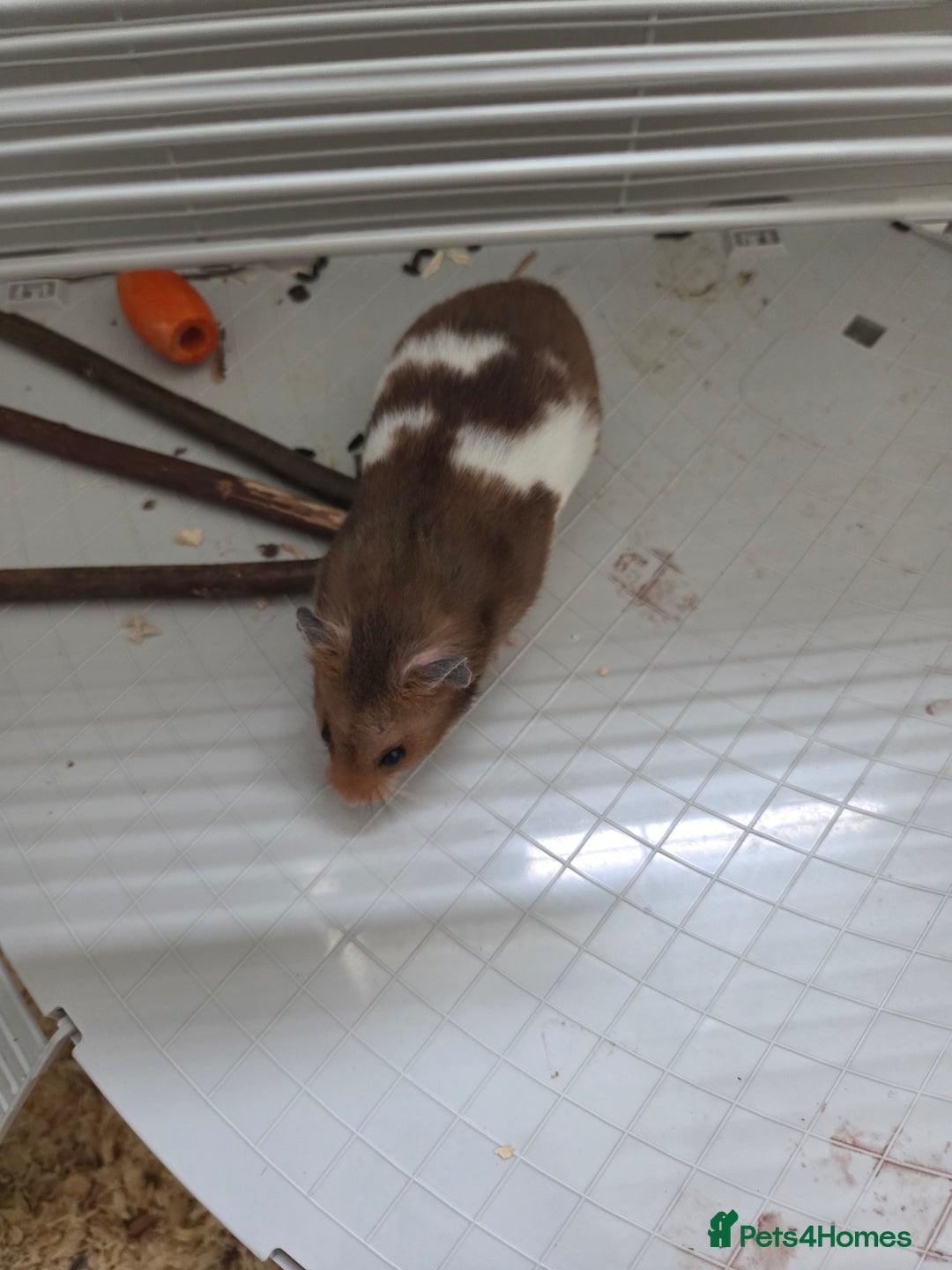 Hamster rodents for sale: Hamster for sale  - Image 1