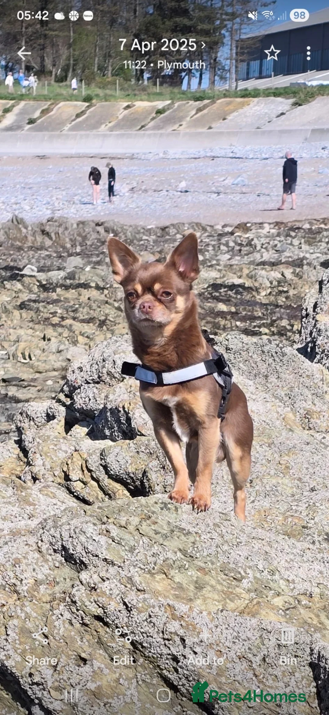 Chiweenie dogs for sale: Chiweenie pups - Advert 2