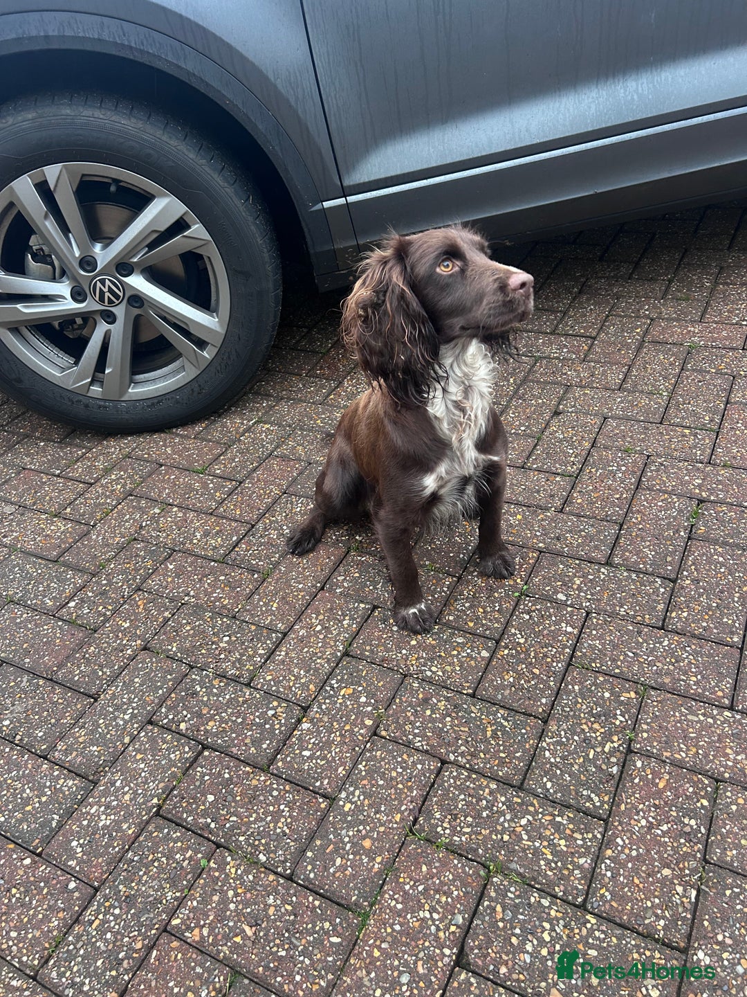 Cocker Spaniel dogs for sale: 2 female beautiful cocker spaniel puppies  - Advert 2