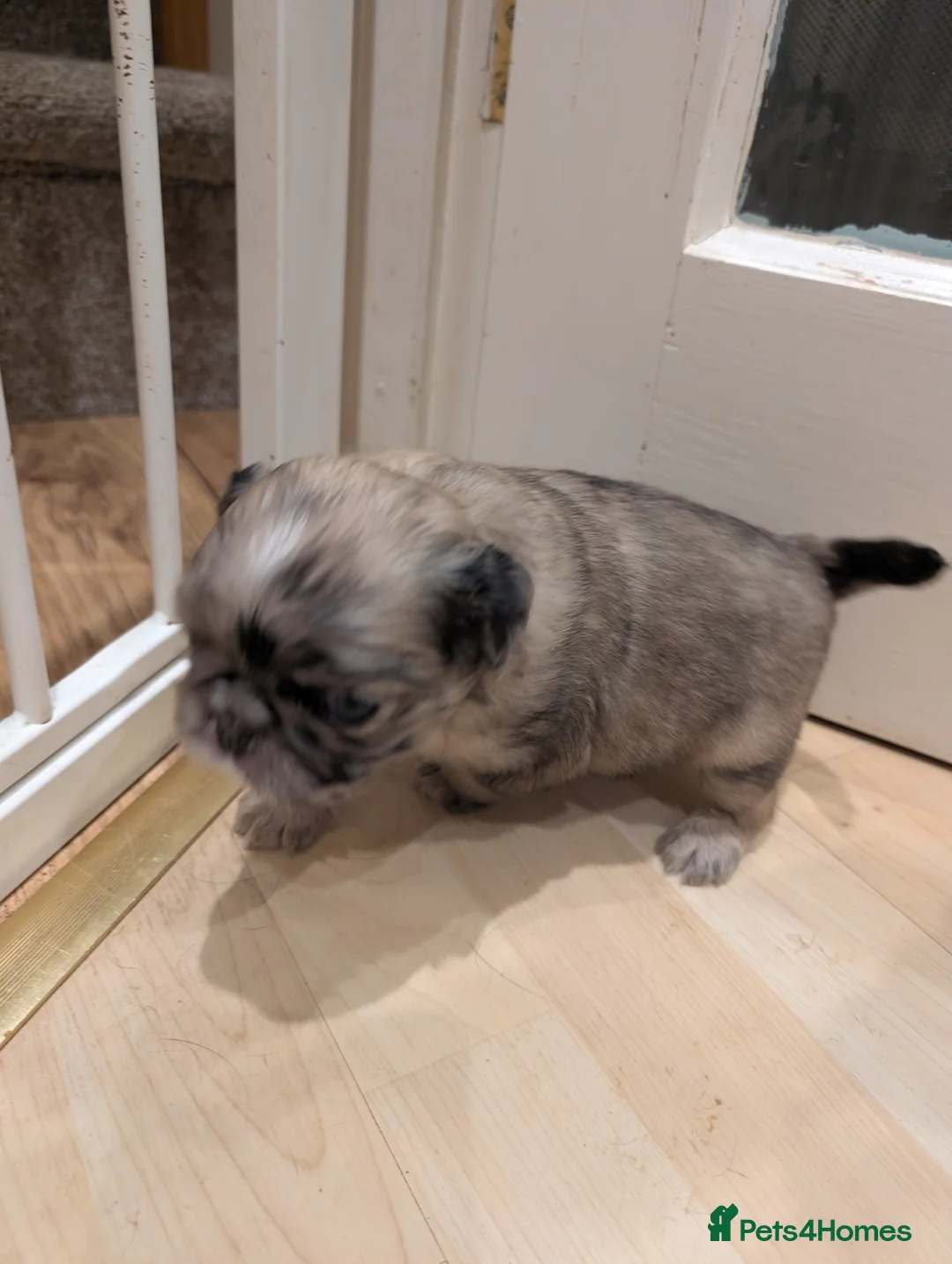 Puggle dogs for sale: 4 gorgeous pugs for sale  - Advert 8