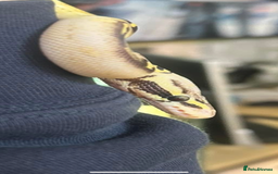 Python Snake reptiles for sale: Female pastel freeway ball python  - Image 2