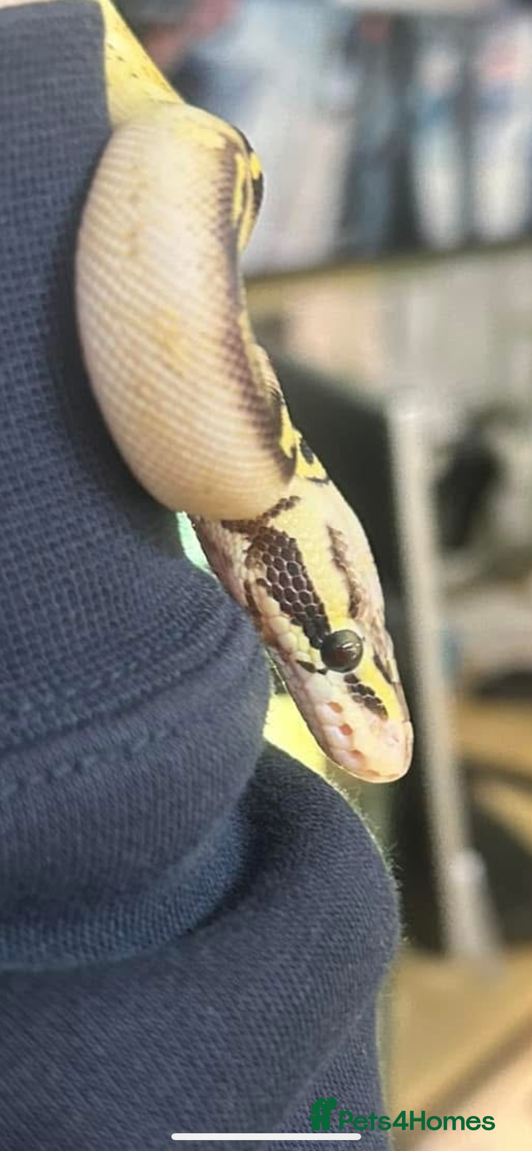 Python Snake reptiles for sale: Female pastel freeway ball python  - Image 2