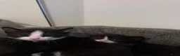 Mixed Breed cats for sale: Beautiful Mother Cat & 4 Lovely Kittens - Advert 20