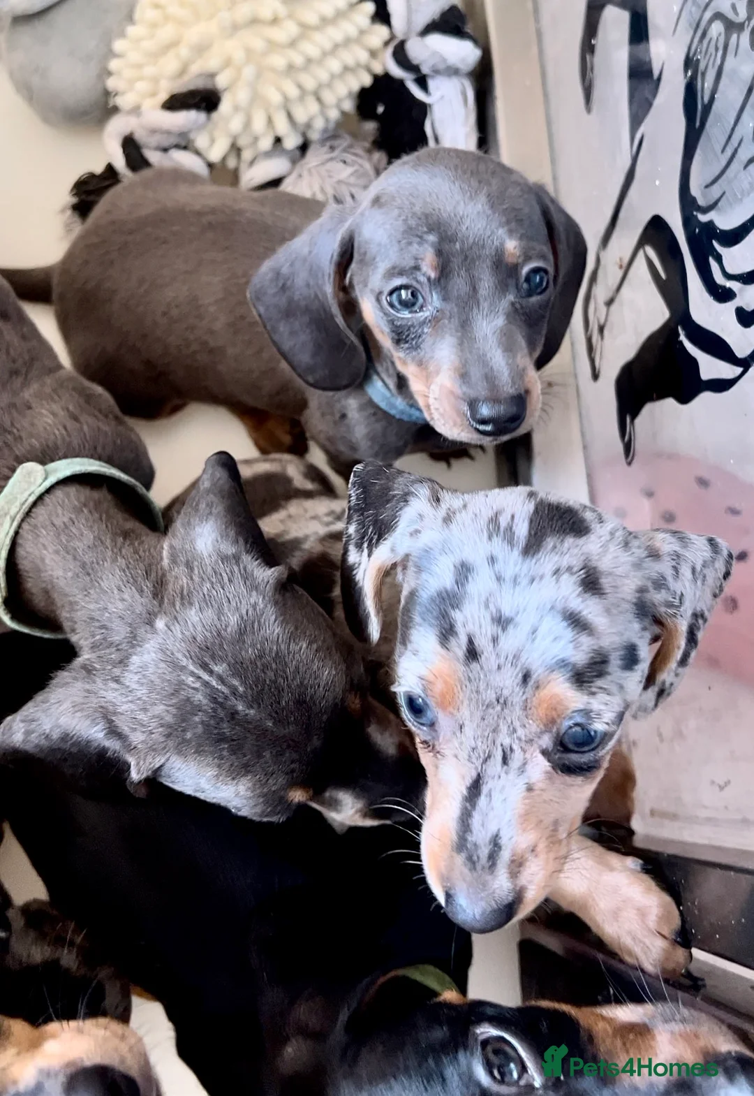 Dachshund dogs for stud: Dachshund (Miniature) Stud in Basildon - Advert 11